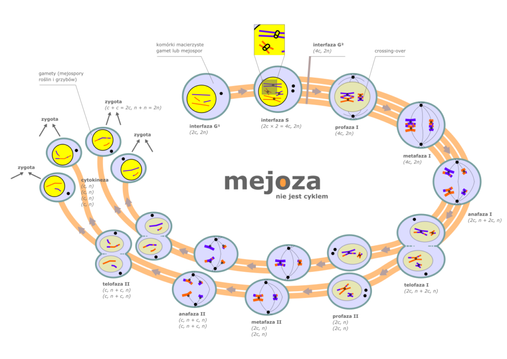 procesy biologiczne