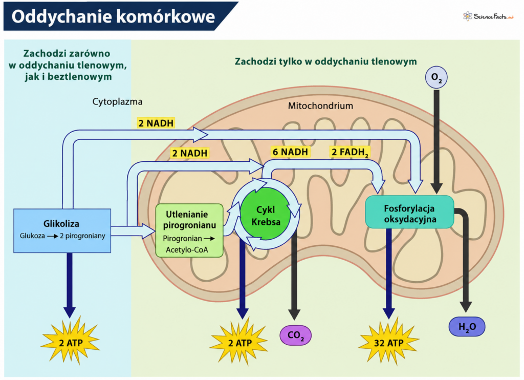 procesy biologiczne