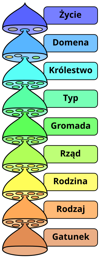rodzaje organizmów