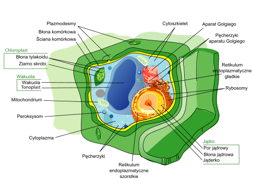 Cytoplazma