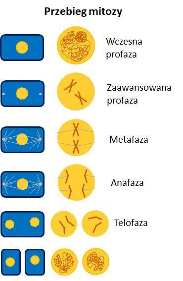 procesy biologiczne