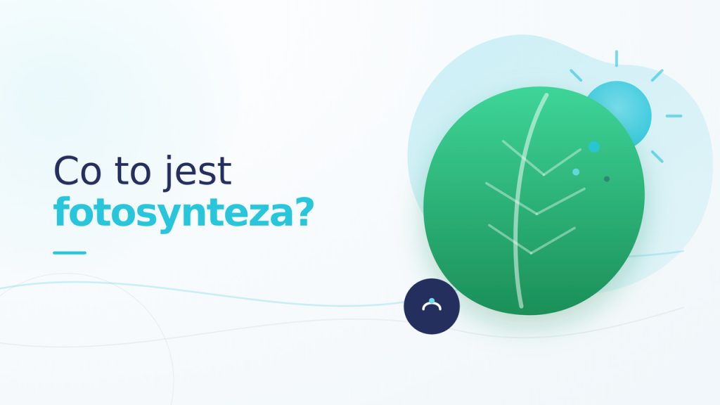 co-to-jest-fotosynteza_