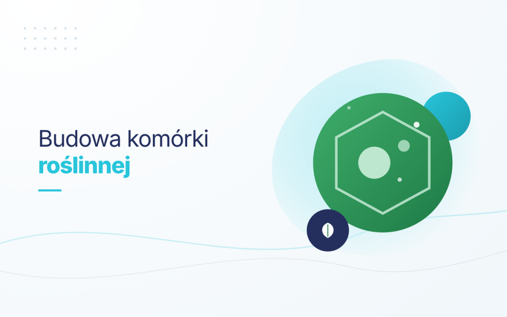 Budowa komórki roślinnej - schemat i funkcje organelli
